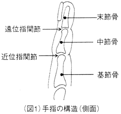 図１